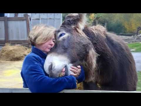 Love of Animals Moments That Will Improve Your Bad Mood! ❤️