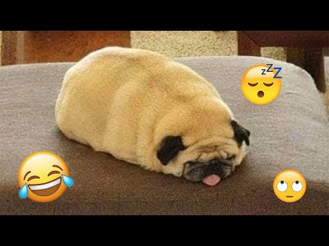 I dare you not to LAUGH at these FUNNY DOGS 😁🦮 - Best Funny Animals Videos 2025 #119