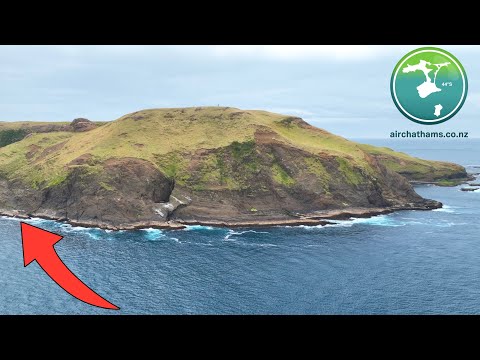 Catching Hapuka on Chatham Island