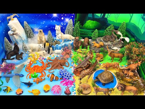 Explore Forest, Ocean & Arctic Animals 🦁🐧🐠| DIY Animal Diorama