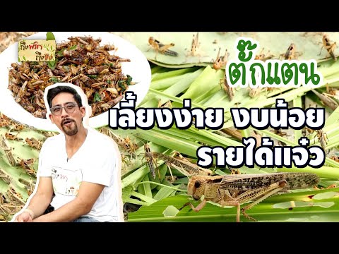 ตั๊กแตน เลี้ยงง่าย งบน้อย รายได้แจ๋ว I ถึงพริกถึงขิง