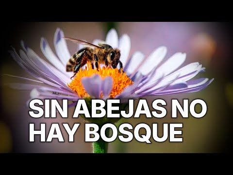 Abejas, Pequeños Aliados del Bosque | Las guardianas de la vida