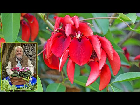 TOUT SUR LA FLORAISON FLAMBOYANTE DE L’ÉRYTHRINE OU PLANTE CORAIL (Le Quotidien du Jardin N° 515)