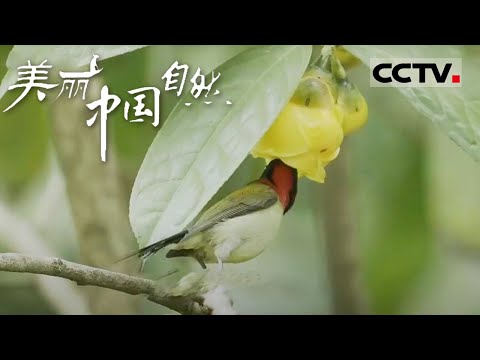 【ENG】相当热闹的北部湾！天上飞的海里爬的统统出来玩啦 还有正在吮吸花蜜的小鸟 还是头一次见呢《美丽中国自然》北部湾系列【CCTV纪录】
