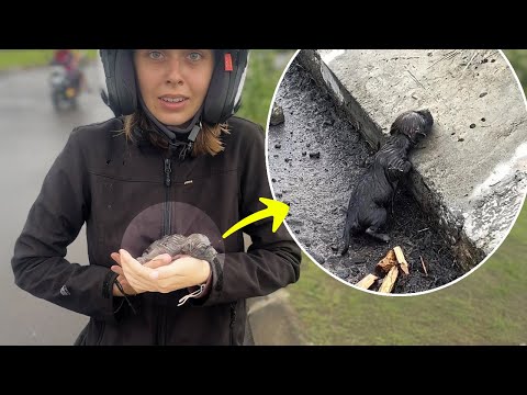 The 3-day-old wet puppy looked for its mother, it groped and cried loudly.