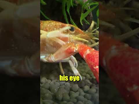 My Crawfish is Wacky