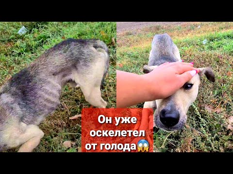 Местный "Хатико" которого бросили на трассе наконец дал себя погладить😱