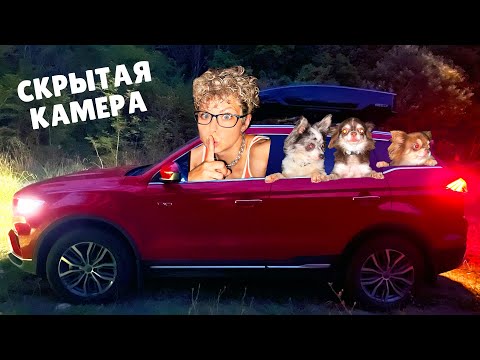 24 ЧАСА В МАШИНЕ С СОБАКАМИ! ЧТО НА СКРЫТОЙ КАМЕРЕ?!