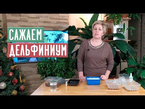 2020 SEASON: PLANTING DOLPHINIUMS Complete Instructions / Garden Guide