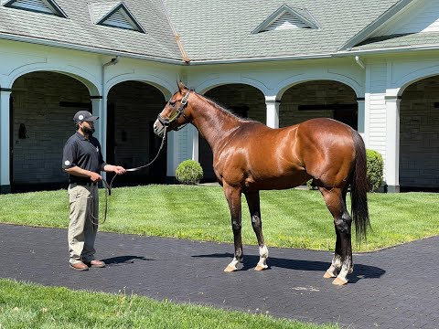MyRacehorse "Breeding Shed"