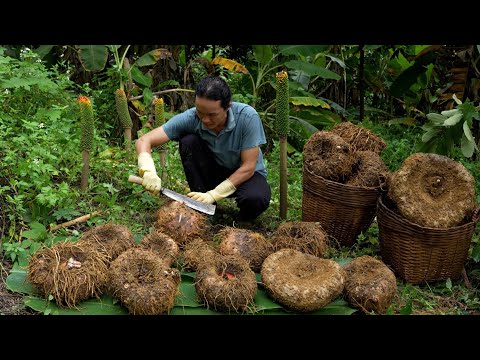 Harvesting Giant Yams – Discover the Ancient Recipe for Delicious Food!