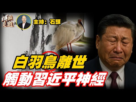 香港大火加上中共暴政，再次喚醒香港人；白羽鳥『平平』死亡，習近平意外成為焦點；禁大陸人遊日，結果哭笑不得  主持：石頭     【頭頭是道】12/07/2025