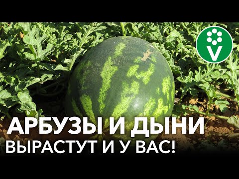 СЕКРЕТЫ ВЫРАЩИВАНИЯ АРБУЗОВ И ДЫНЬ В ХОЛОДНОМ КЛИМАТЕ! Как вырастить здоровую и коренастую рассаду