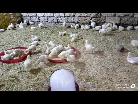 لو لسه لحد دلوقتي معملتيش الوصفه دى يبقي متزعليش بقي على اوزان فراخك هى دى الخلطة السحرية ل زيادة ال