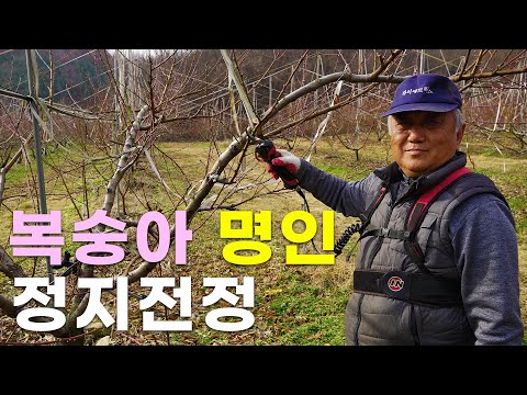 최고농업기술명인이 알려주는 올바른 복숭아 정지전정 방법!! ㅣ 김종오명인 ㅣ 녹지접묘목