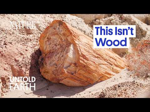 What Turned These Ancient Trees to Stone?