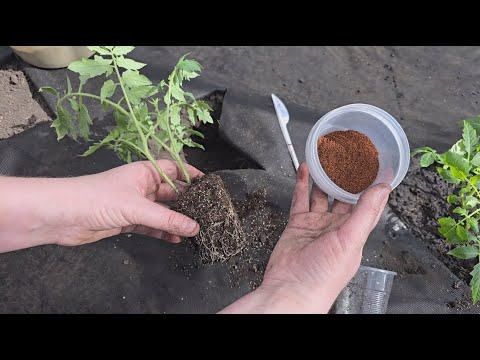 Киньте в лунку при посадке ТОМАТОВ, перцев, огурцов и дадут много урожая и не будут болеть