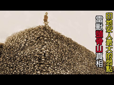 [生物放大鏡] 死一頭"雷獸"就能少一個印第安人 | 美國"雷獸"大狩獵時代降臨 | 殺到剩25隻!?