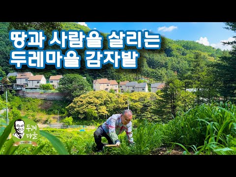 땅과 사람을 살리는 두레마을 자연농업 감자밭