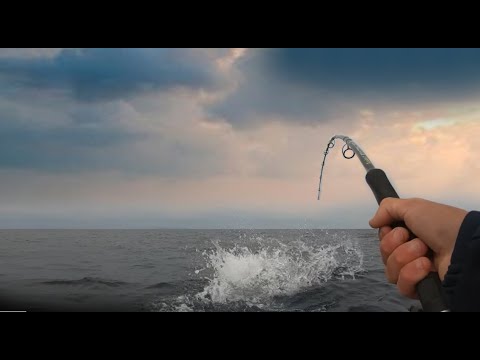 I'M LUCKY TO BE ALIVE!!! A HUGE FISH HAS PUNCTURED MY BOAT!