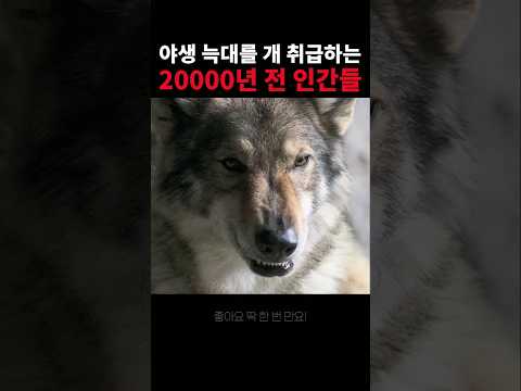 야생 늑대를 동네 개 취급하는 20000년 전 인간들