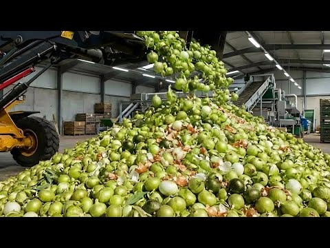 How Tons of Onions Are Processed | Inside a Modern Onion Farming & Factory System (Full Process)