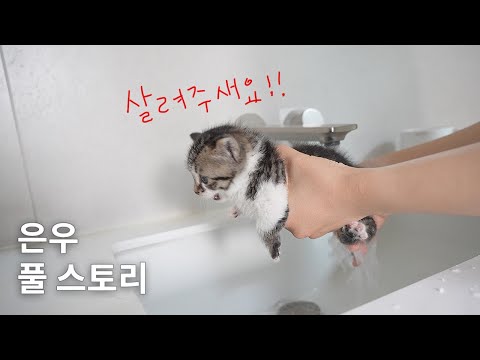 밭에서 살려달라고 울고 있던 아기고양이를 구조했다 (은우 몰아보기)