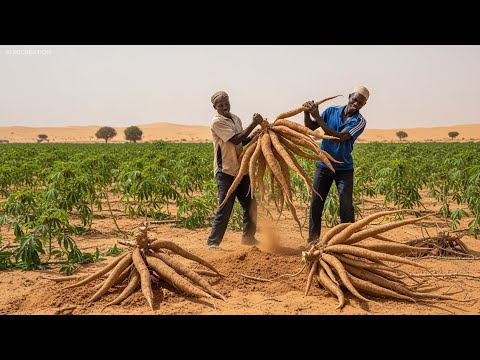 Shock: They Tried Growing Cassava in the Sahel Desert — The Results Will Amaze You
