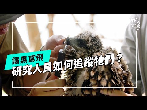 讓黑鳶飛｜透過研究理解牠們的危機與需求(公視我們的島 第1313集 2025-07-07)