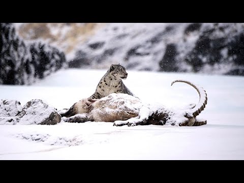 The beautiful, powerful and extremely rare mountain lord - the SNOW LEOPARD IN ACTION!