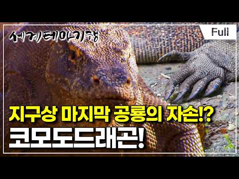 [Full] 세계테마기행 - 중년의 여행법, 인도네시아 - 인생은 야생이야, 코모도섬