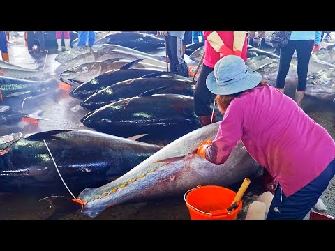 500km Chase!Huge Bluefin Tuna Catching, Bluefin Tuna Cutting Master, Sashimi/500公里的進擊!黑鮪魚捕捉, 黑鮪魚切割大師