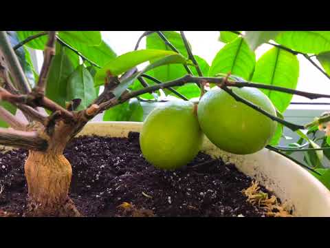 "Мои цитрусовые растения"  (ЗИМА)