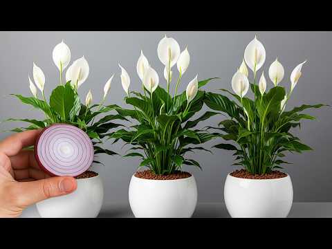Just one slice of onion can make Anthurium explode with so many beautiful flowers