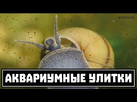 Aquarium snails. A large overview of the main species. Part 2 of 2. // Clever Cricket