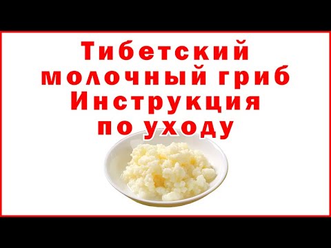 Tibetan Milk Mushroom: Care Instructions