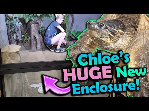 Moving our Snapping Turtle into the Zoo!