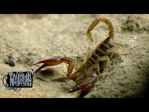 Каменистая степь. Тайные механизмы природы