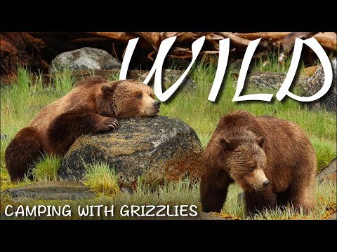 Living With Canadas Biggest Predator - Destination Adventure