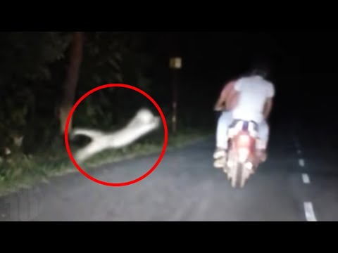 Animals That Came Back From Extinction