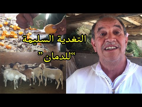 حاصل على اربع جوائز وطنية في تربية الأغنام سلالة الدمان (لحسن شجري) نصائح عن التغدية السليمة للدمان
