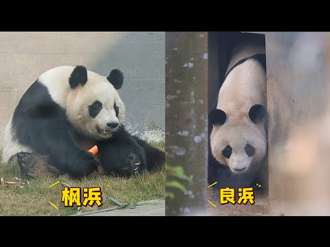 Rauhin Takes Her Time, While Fuhina Stays Close and Gives Her Strength