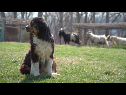 Using Guardian Dogs to Protect Farm Animals