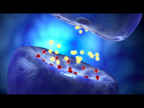 Neural Conduction, Action Potential, and Synaptic Transmission