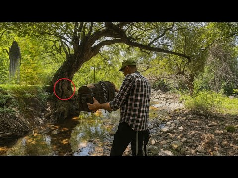 SACAMOS un TESORO ENTRE el ARBOL donde HABÍA un HUECO encontramos TODO el DINERO...