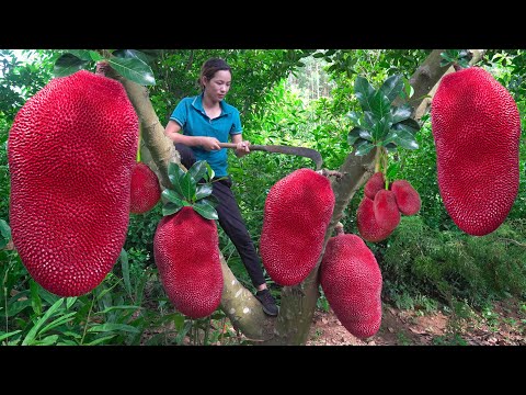 Harvest Thailand Red JackFruit, Make Fried Jackfruit Go to the market to sell | Phuong - Harvesting