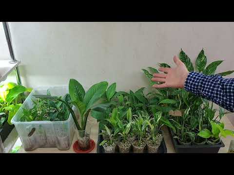 8. самый лёгкий способ вырастить спатифиллум t.me/fdob59   vk.com/fdob59