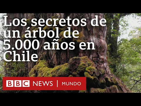 El árbol patagónico de 5.000 años que guarda respuestas sobre el futuro del clima en la Tierra