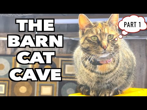 Creating the Ultimate BARN CAT PLAYHOUSE