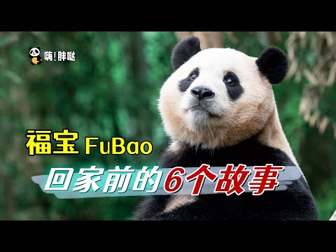 福宝回家前的6个故事：韩国民众认定圆梦为“圆女婿”？油菜花和福宝有什么关系？“宝楼”展览吸金无数，姜爷爷将全程护送公主回家